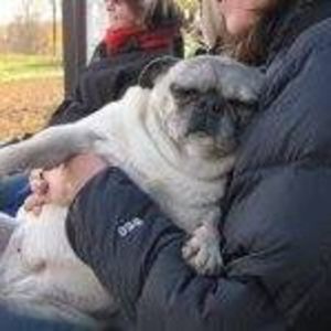 Meet your Posher, Dawn